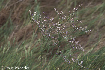 Sea Lavender 30678-19.jpg - 57082 Bytes